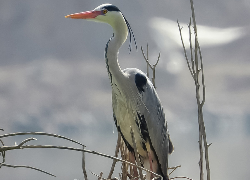 �n���ڳ�����Ϣ����Ԫ��z