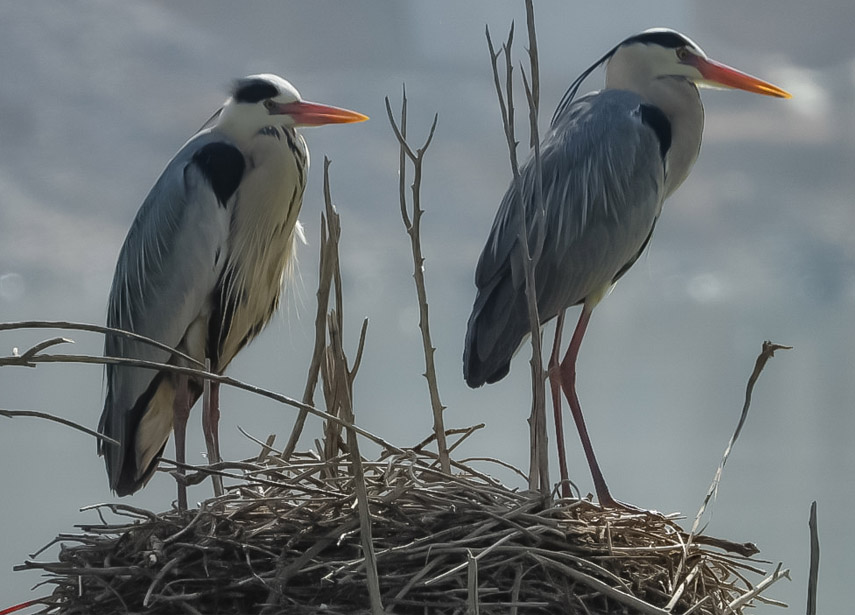 �n���ڳ�����Ϣ����Ԫ��z