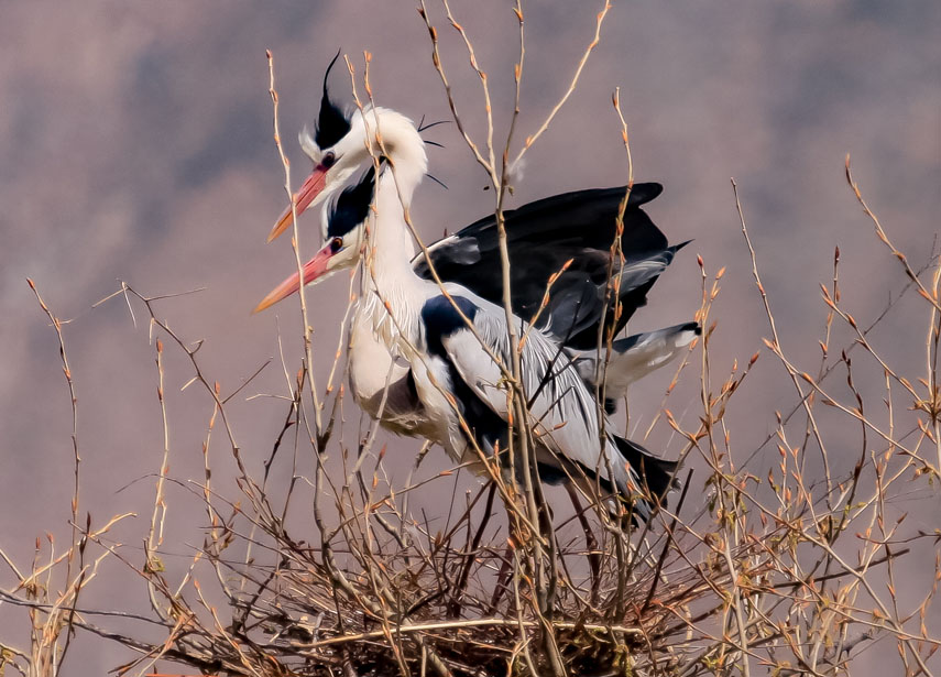 �n���ڳ�����Ϣ����Ԫ��z