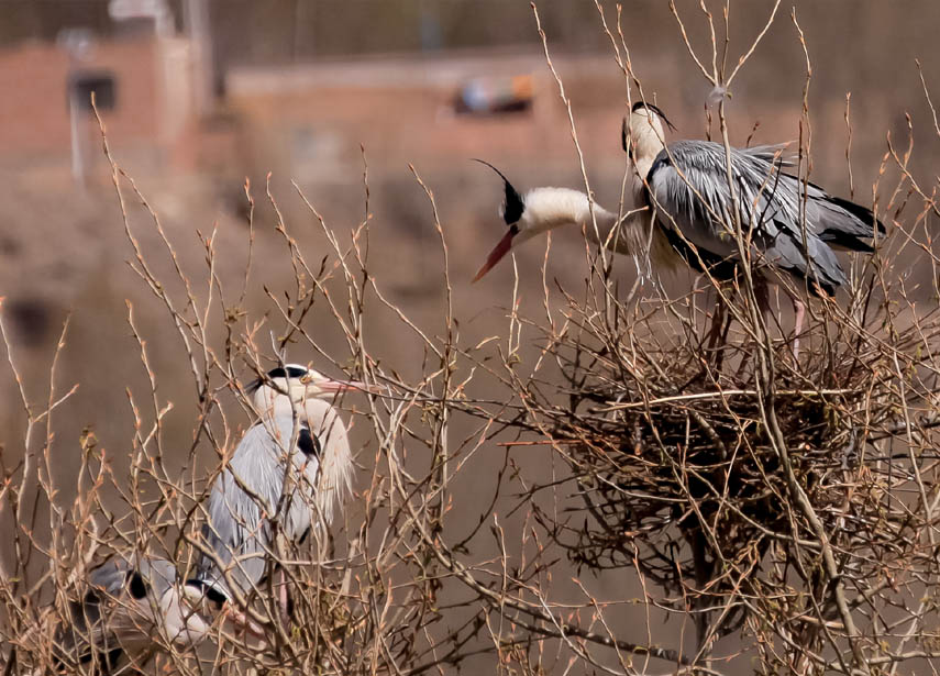 �n���ڳ�����Ϣ����Ԫ��z