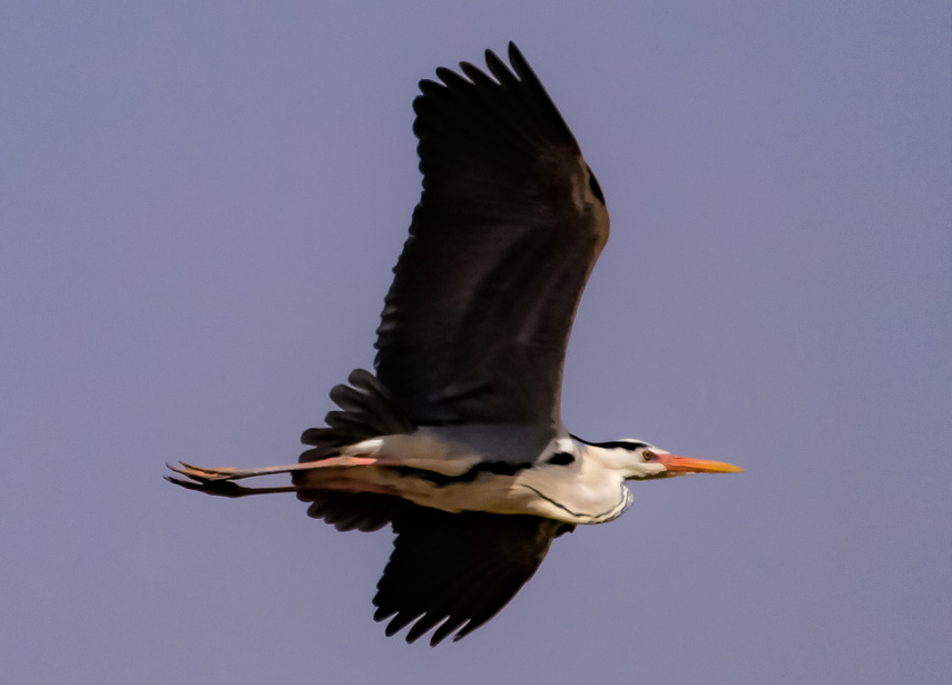 �n�����ڰ�������Ԫ��z