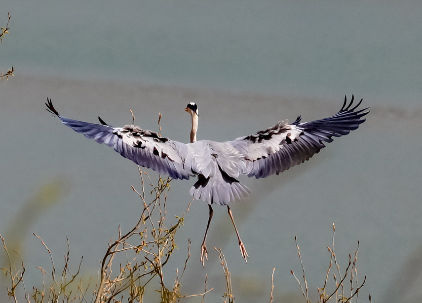 �n�����ڰ�������Ԫ��z