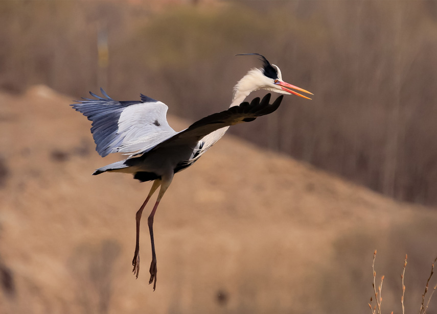 �n�����ڰ�������Ԫ��z