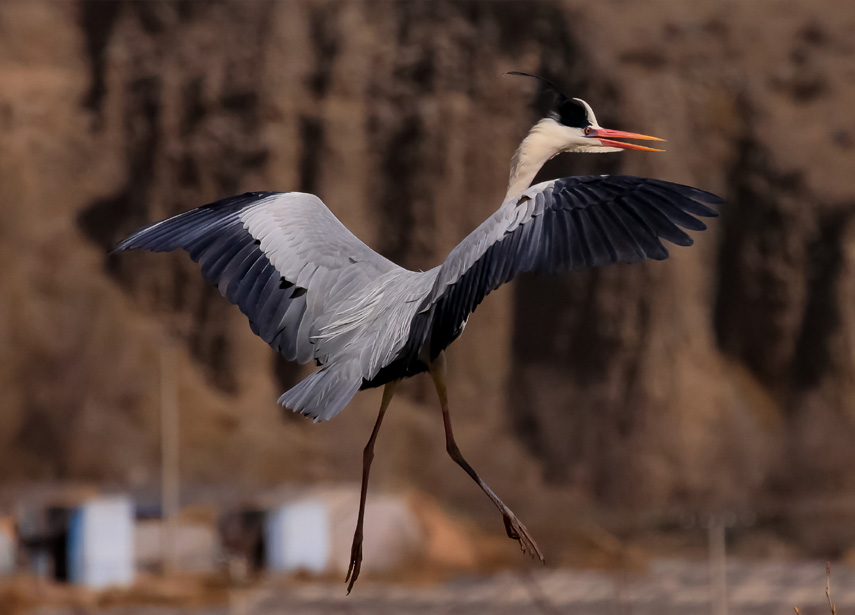 �n�����ڰ�������Ԫ��z