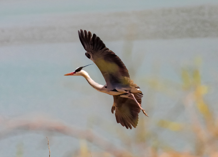 �n�����ڰ�������Ԫ��z