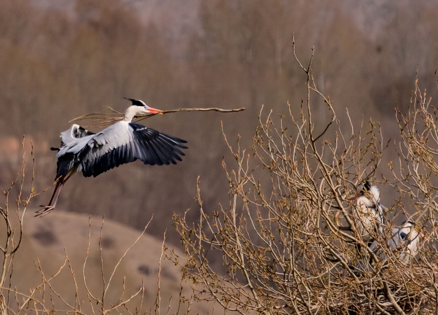 �n��㕘�֦��������Ԫ��z