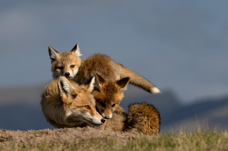 ĸ��������Ԫ�z