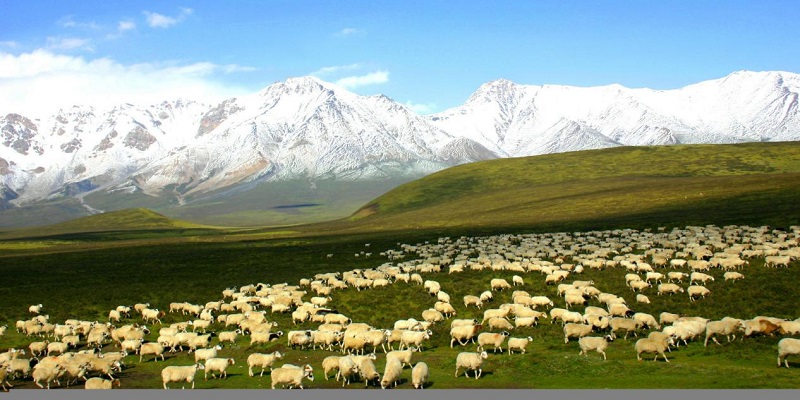 祁連山下好牧場(chǎng)。王永慧攝
