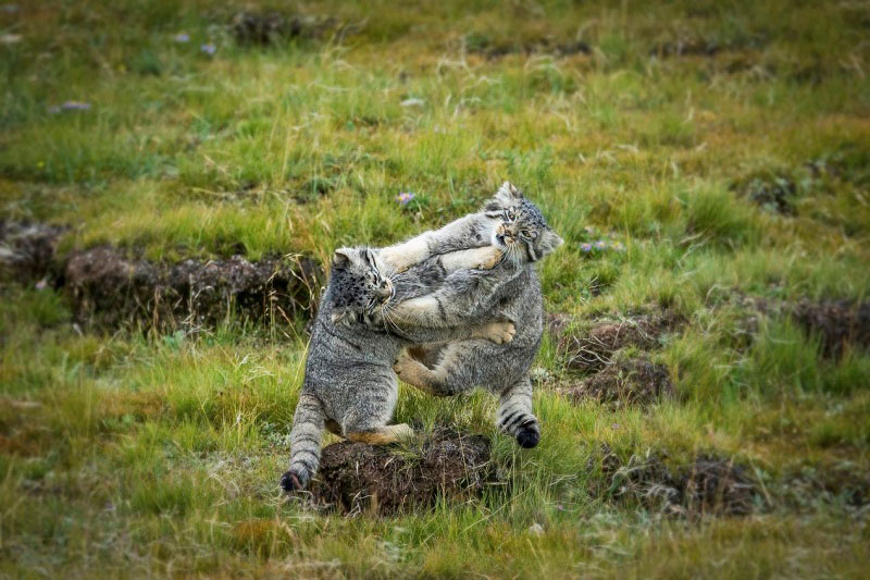 ��ԭ���`�ӵ����������ês���U����z