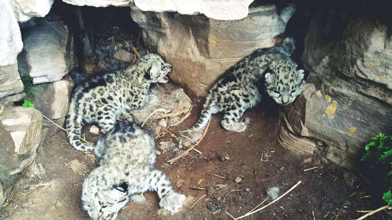 ѩ�����]���U����z