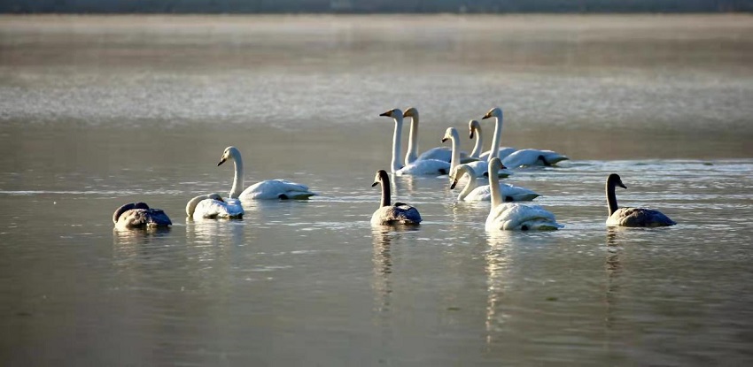 ��(sh��)��ֻ�����Z�w�����S�����������¡��Խ���������z