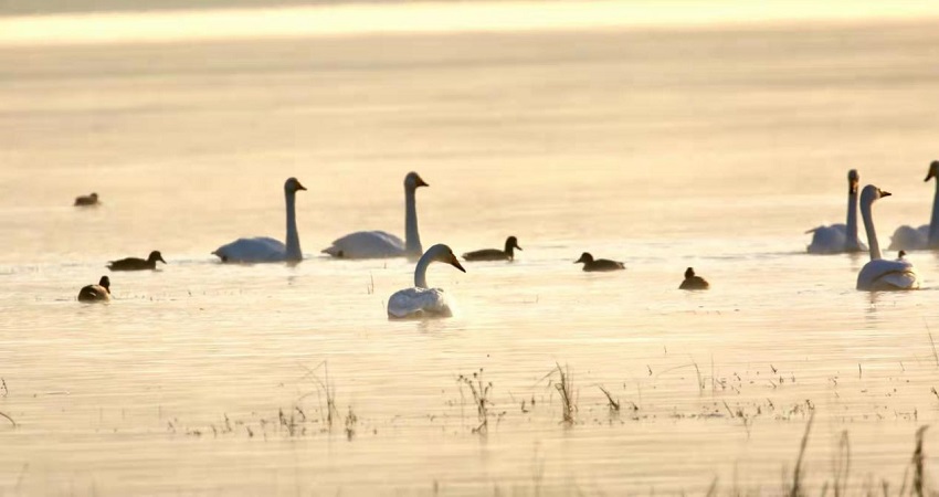 ��(sh��)��ֻ�����Z�w�����S�����������¡��Խ���������z