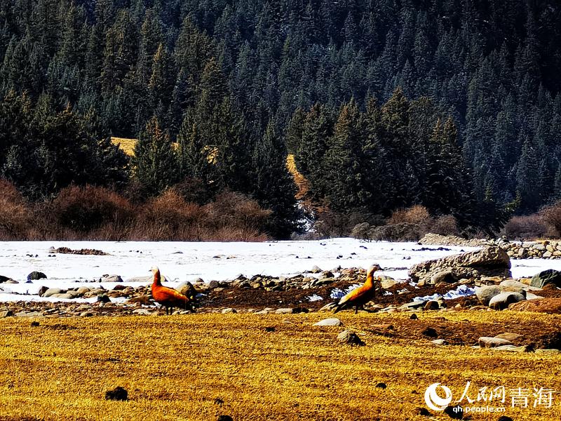 鳥兒在河邊覓食。華日旦攝