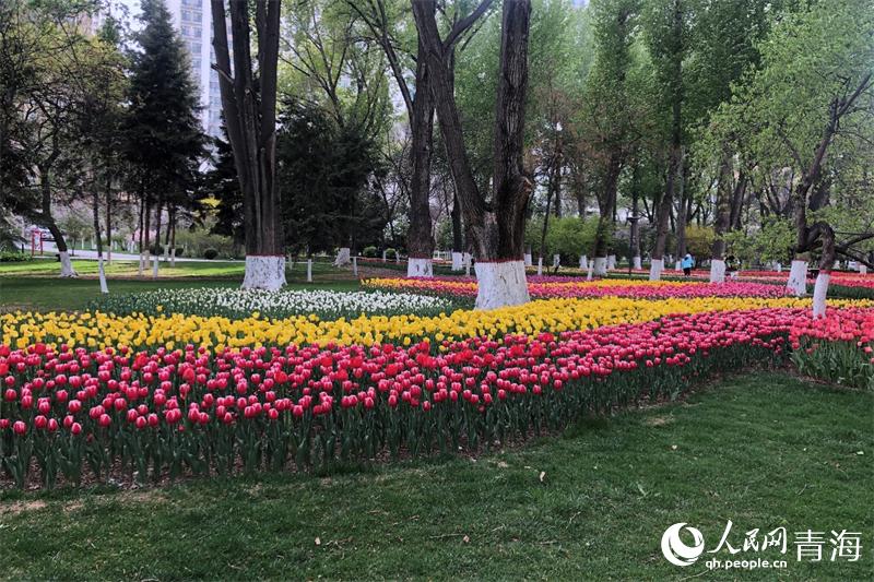 �����㻨ʢ�_������W(w��ng) �ʺ����z