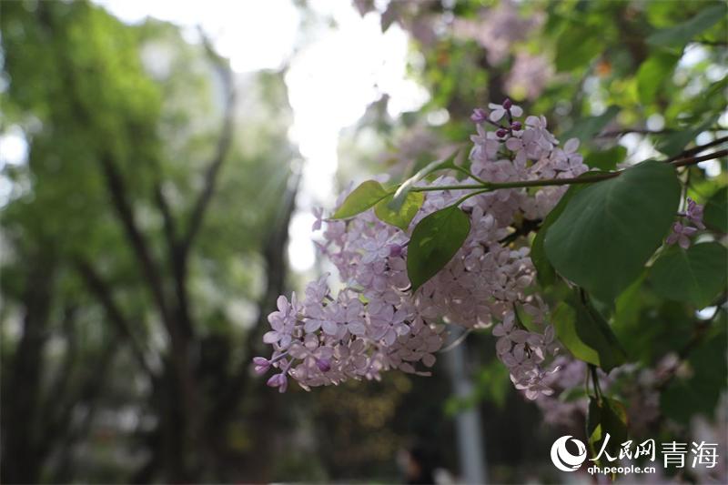 ���㻨ʢ�_������W(w��ng) �ʺ����z