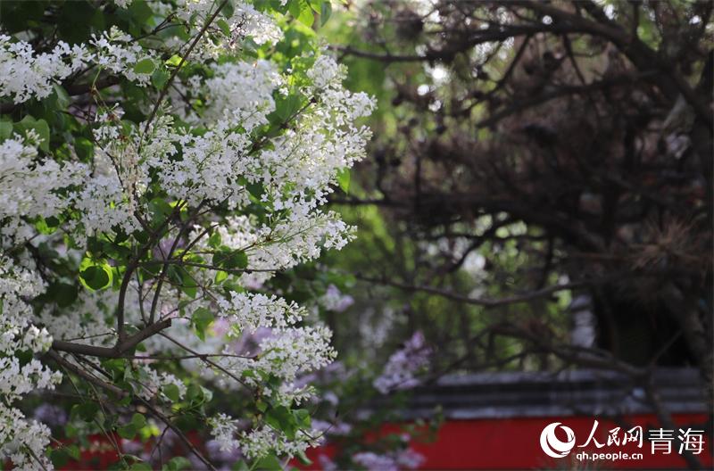 ���㻨ʢ�_������W(w��ng) �ʺ����z