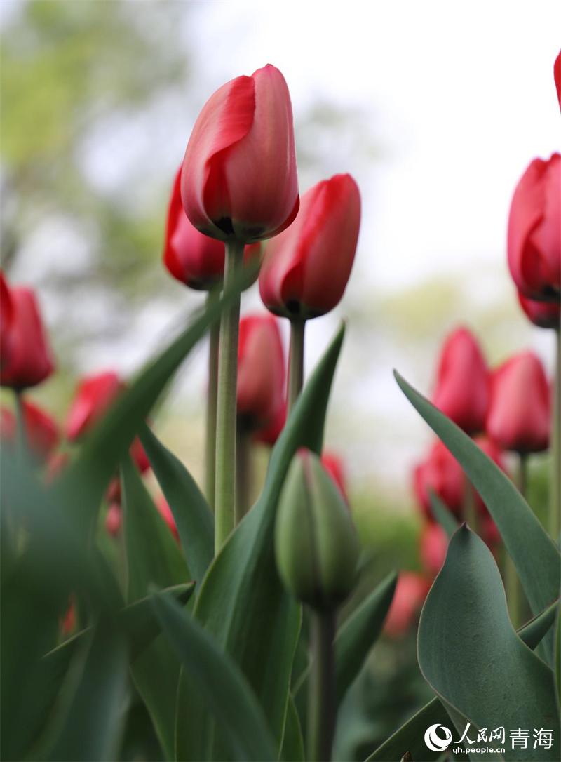 �����㻨ʢ�_(k��i)������W(w��ng) �ʺ����z