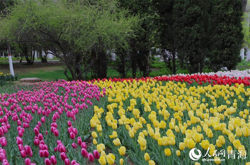 郁金香花盛開。人民網(wǎng) 甘海瓊攝