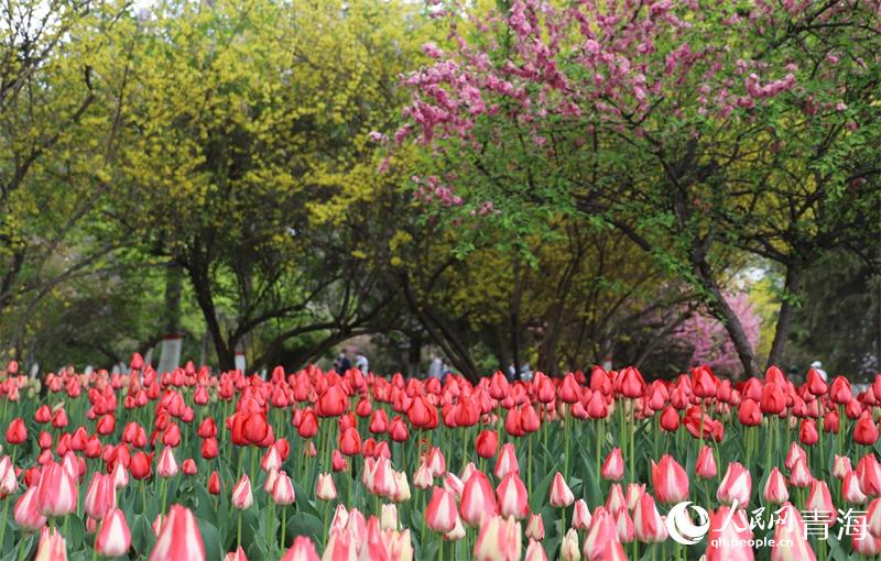 ʢ�_����������W(w��ng) �ʺ����z