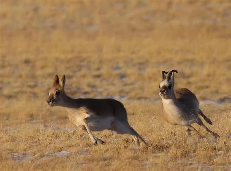 ���������DƬ��Դ���r(n��ng)�������Ȼ�zӰ�