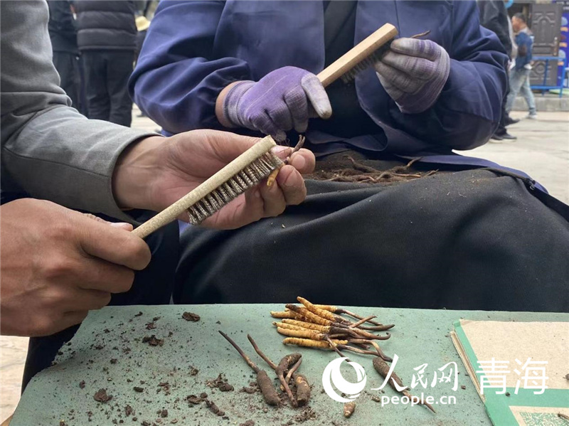 蟲草商戶正在洗刷蟲草。人民網(wǎng) 顧斐菲攝