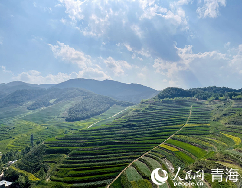 ����ֲ��e�����¡�����W(w��ng) �쳷Ɣz