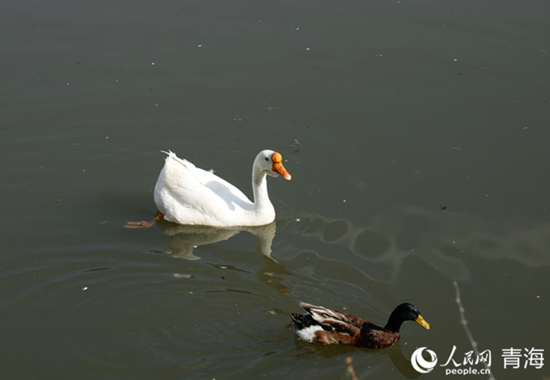 ˮ�е�Ұ����������W(w��ng) �ʺ����z