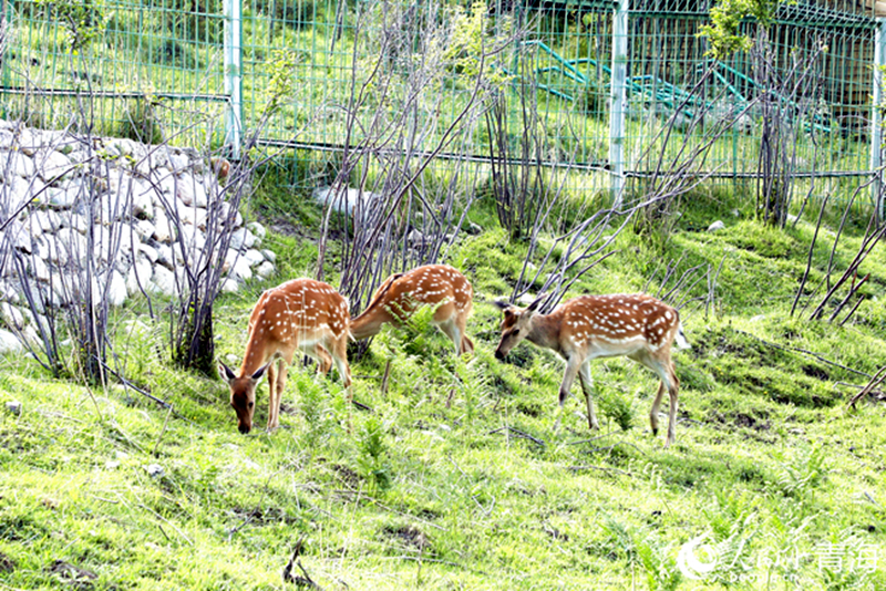 �Gɫ�ݵ��ϵ�Ⱥ¹������W(w��ng) �ʺ����z