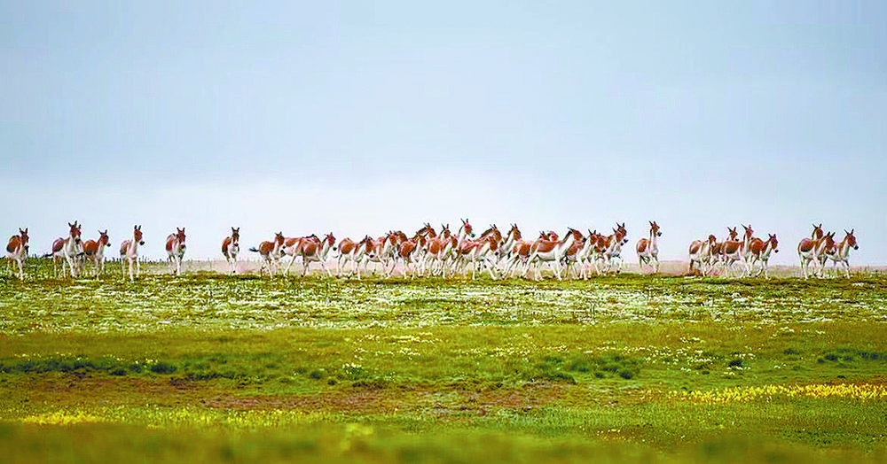 �֏�(f��)�NȺ��(sh��)���Ĳ�Ұ�H�������ڬ���Ĳ�ԭ��������(b��o)ӛ�� ���d�l(f��) �z