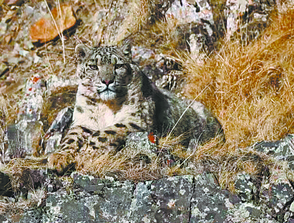 �S�����B(t��i)�h(hu��n)��׃����Ұ����(d��ng)��Խ��Խ��������(b��o)ӛ�� �̻� ͨӍ�T �s��h��ý�w���� �z