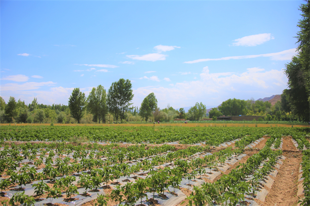 �S�Ӟ���Ĳ˵���