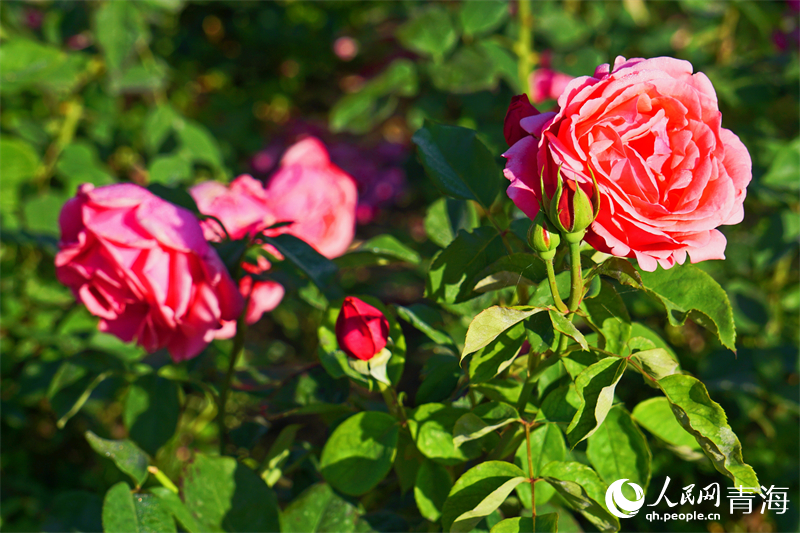 晨光下的月季花。人民網(wǎng) 況玉攝