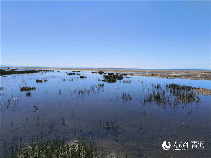   青海湖仙女灣。人民網(wǎng) 張莉萍攝