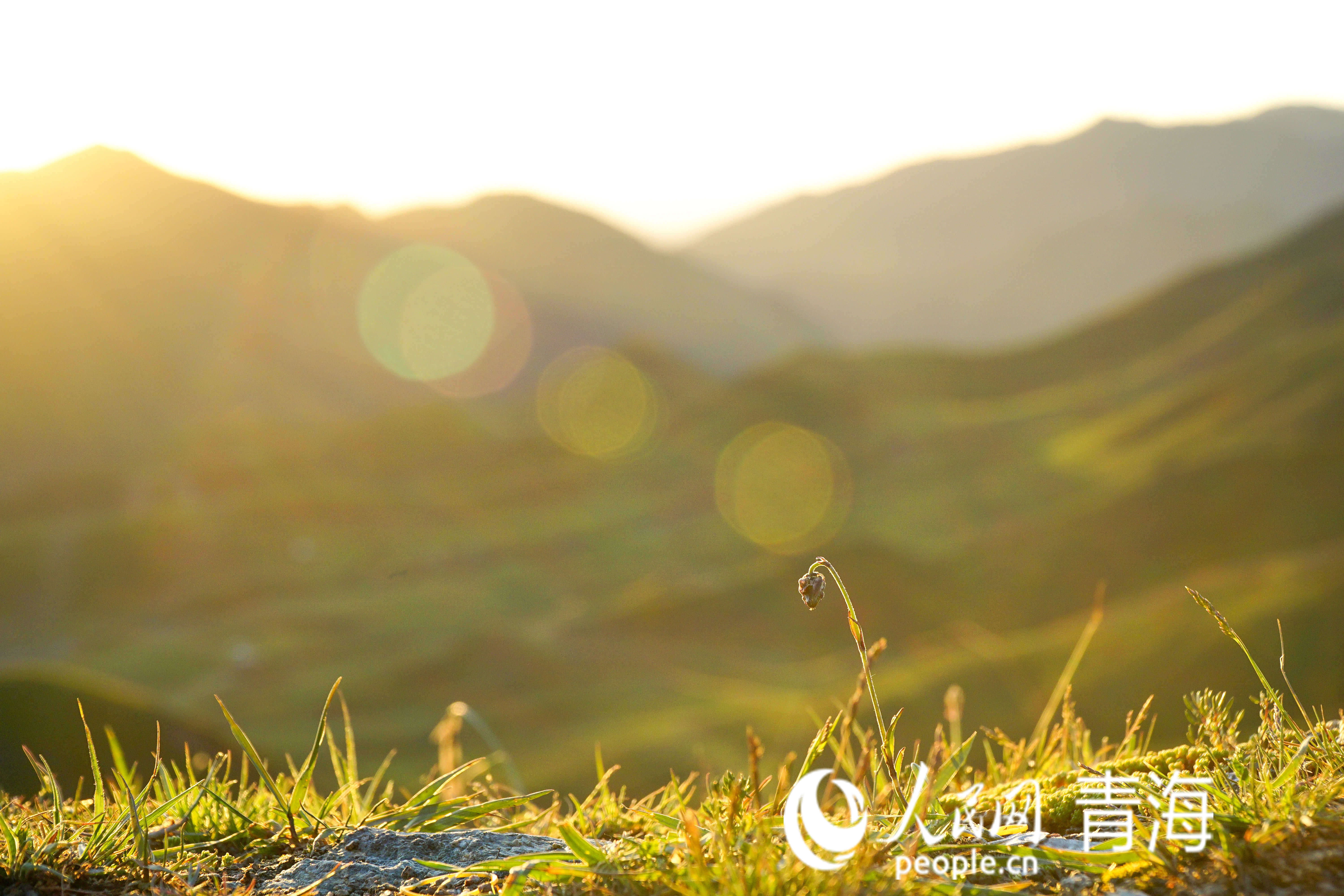 陽(yáng)光滋養(yǎng)著大地。人民網(wǎng) 況玉攝