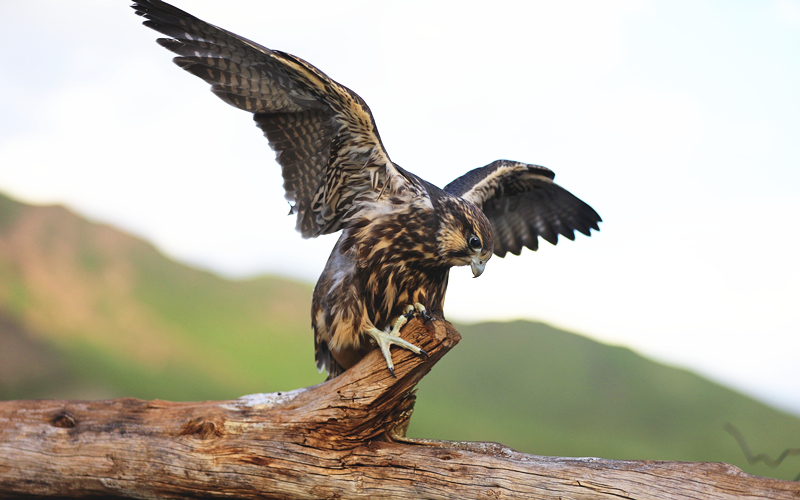 獵隼。江文江措攝