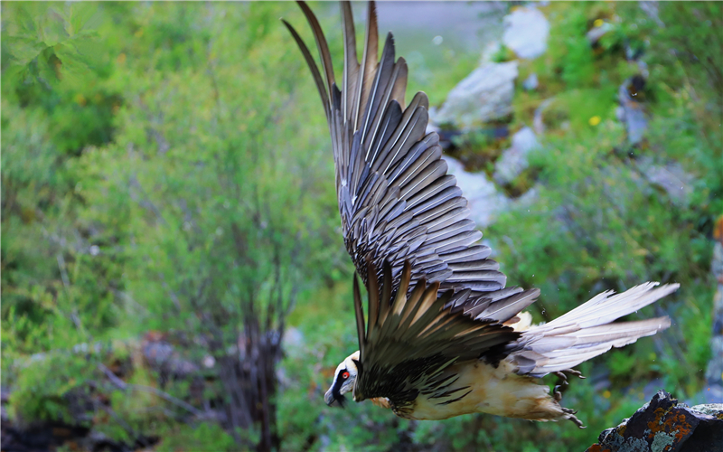胡兀鷲。江文江措攝