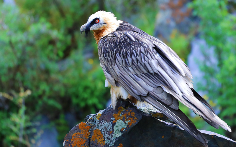 胡兀鷲。江文江措攝