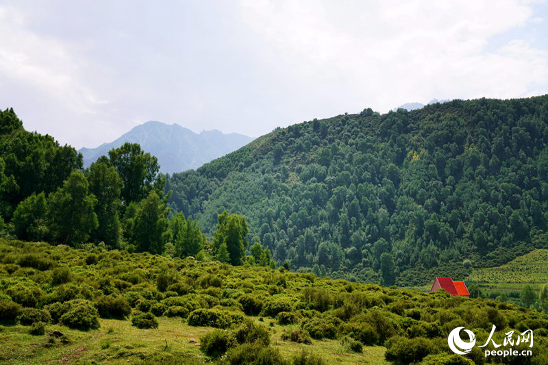 夏日的群加國家森林公園。人民網(wǎng) 皇甫萬里攝