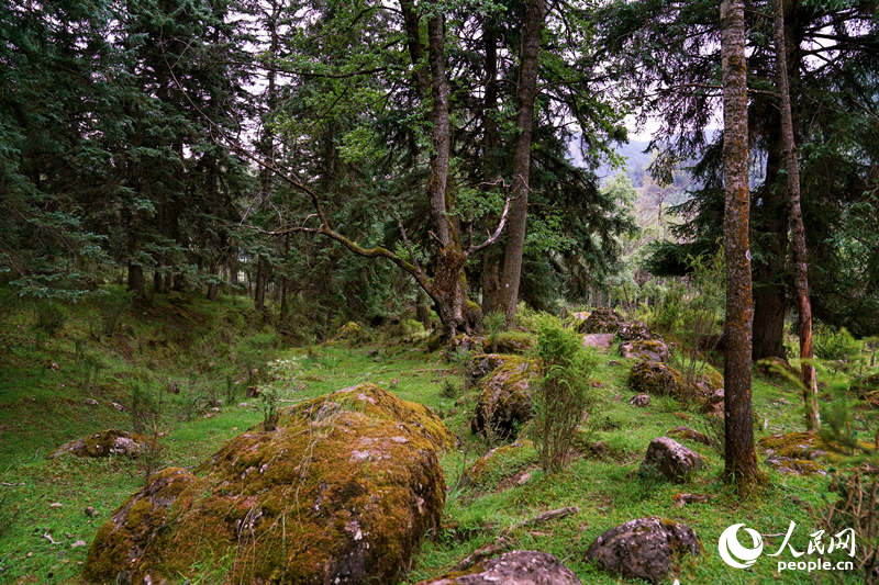夏日的群加國家森林公園。人民網(wǎng) 皇甫萬里攝