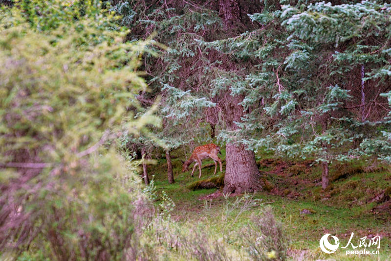 夏日的群加國家森林公園。人民網(wǎng) 皇甫萬里攝