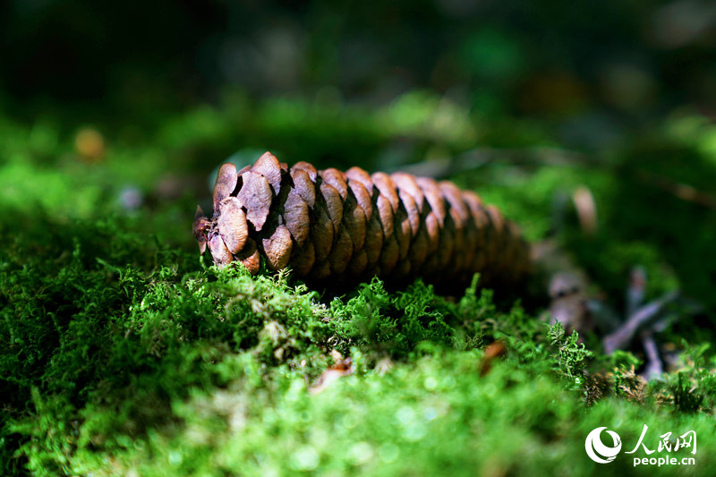 夏日的群加國(guó)家森林公園。人民網(wǎng) 皇甫萬(wàn)里攝