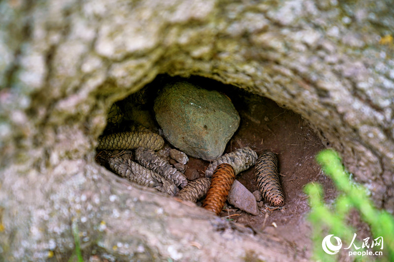夏日的群加國家森林公園。人民網(wǎng) 皇甫萬里攝