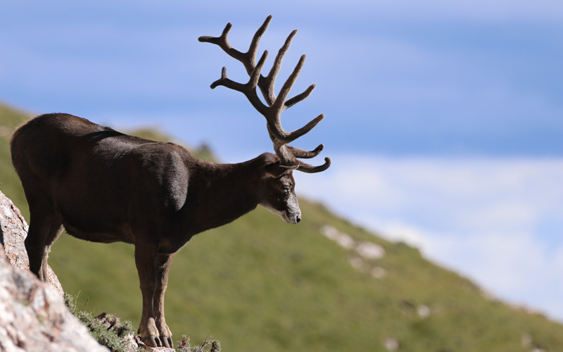 白唇鹿。格吉白海螺攝影部落供圖