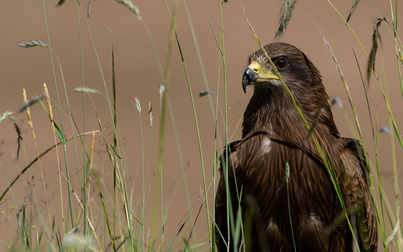 黑鳶。李梓豪攝