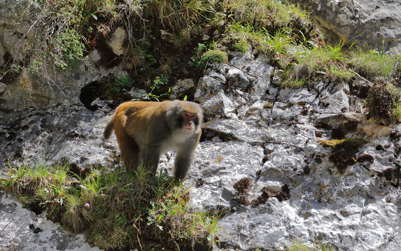 獼猴。劉國(guó)正攝