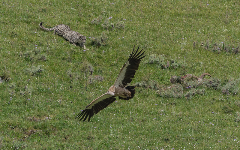 雪豹 高山兀鷲。李梓豪攝