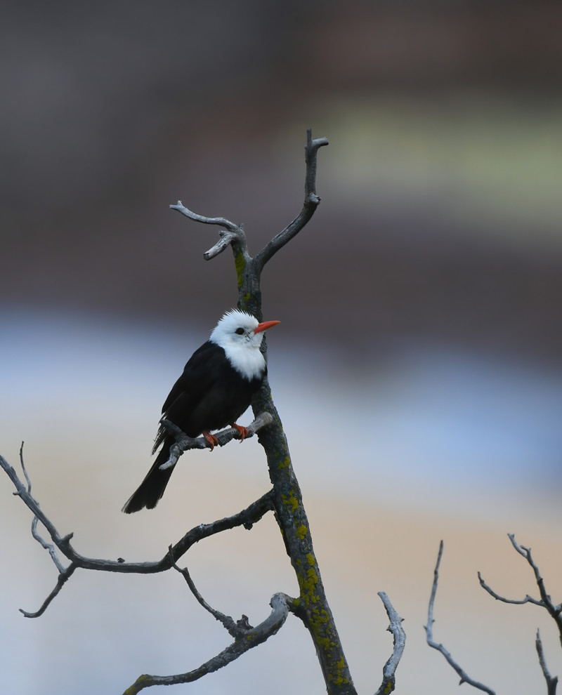 黑短腳鵯。齊凱攝