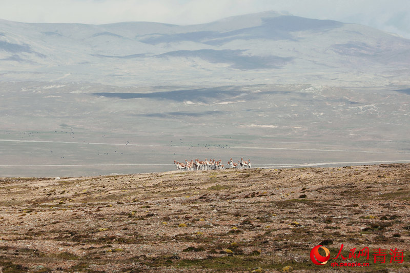 冰川附近的藏野驢群。人民網 張皓芃攝