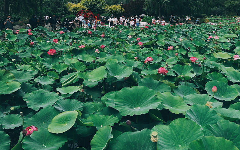一池荷花。梁斌攝