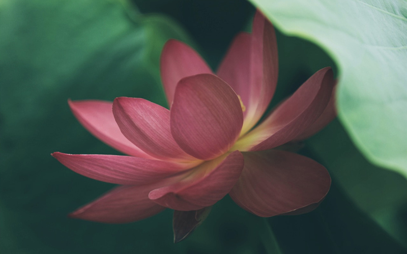 荷花盛開時。梁斌攝